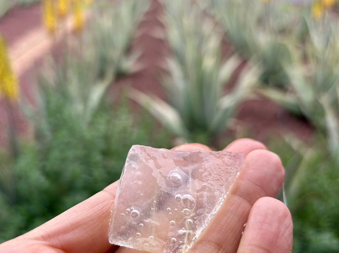 Finca Canarias Aloe Vera-Guimar必去景点