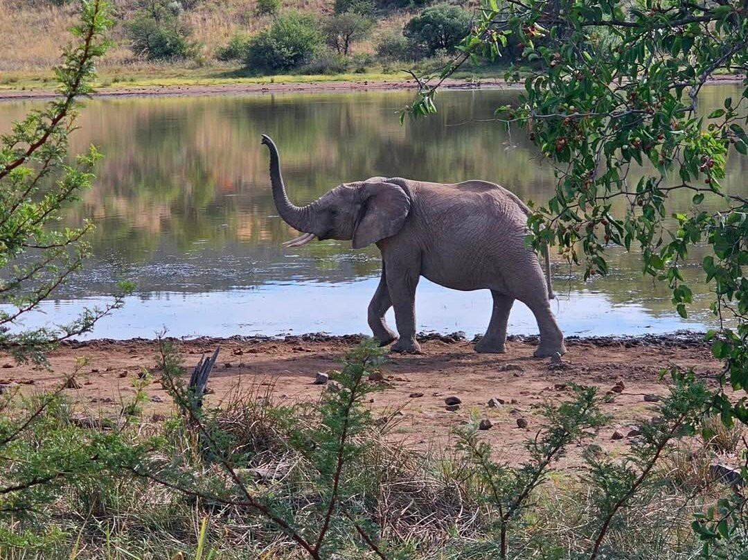 The Joburg Squirrel-约翰内斯堡必去景点