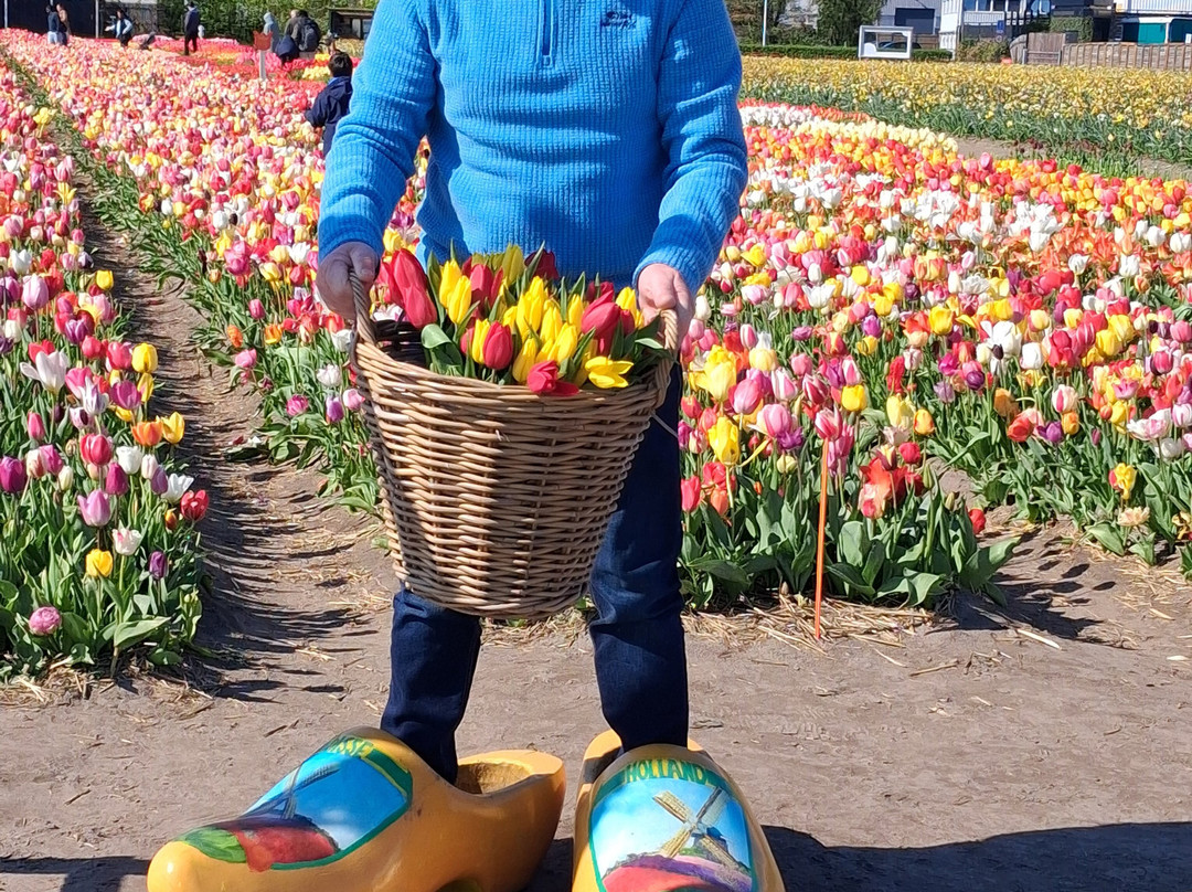 Tulip Experience Amsterdam-诺德韦克豪特必去景点
