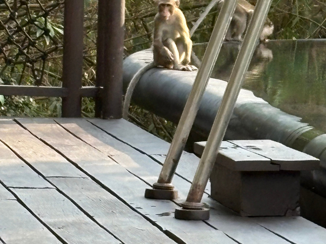 Shinta Mani Wild主图