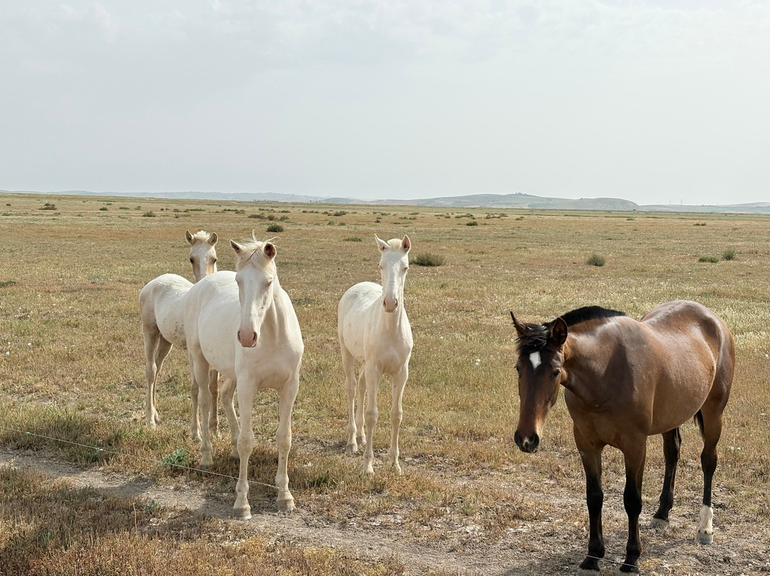 Al-Mesquid Stables-Sanlucar de Barrameda必去景点