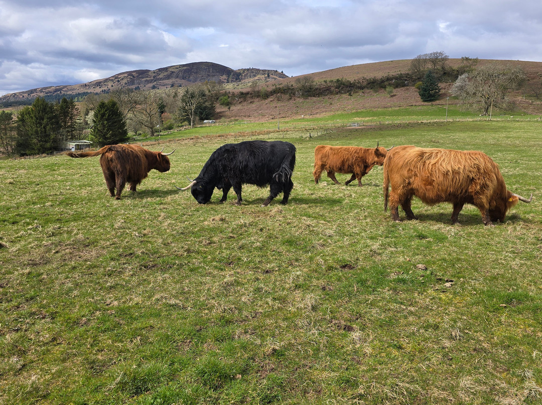 Nether Glenny Farm - Coos and Views-斯特灵必去景点