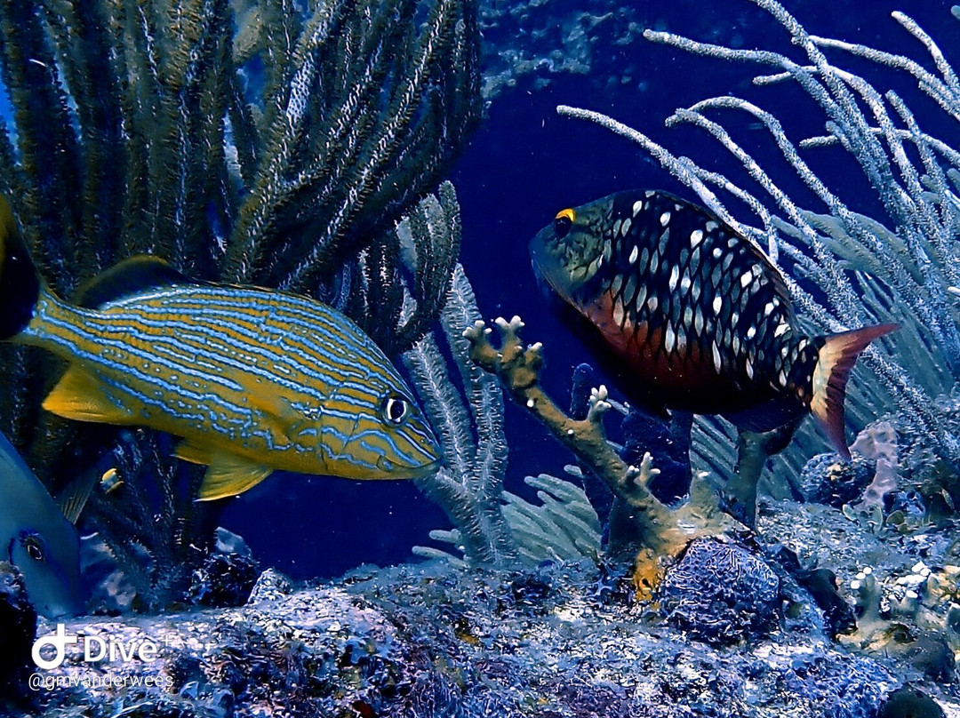 Blue Odyssey Diving-Marigot必去景点