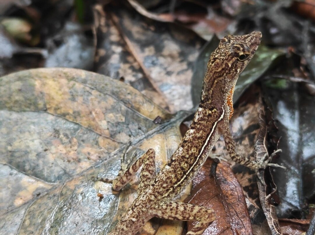 Costa Rica Wild Expeditions-希门尼斯港必去景点