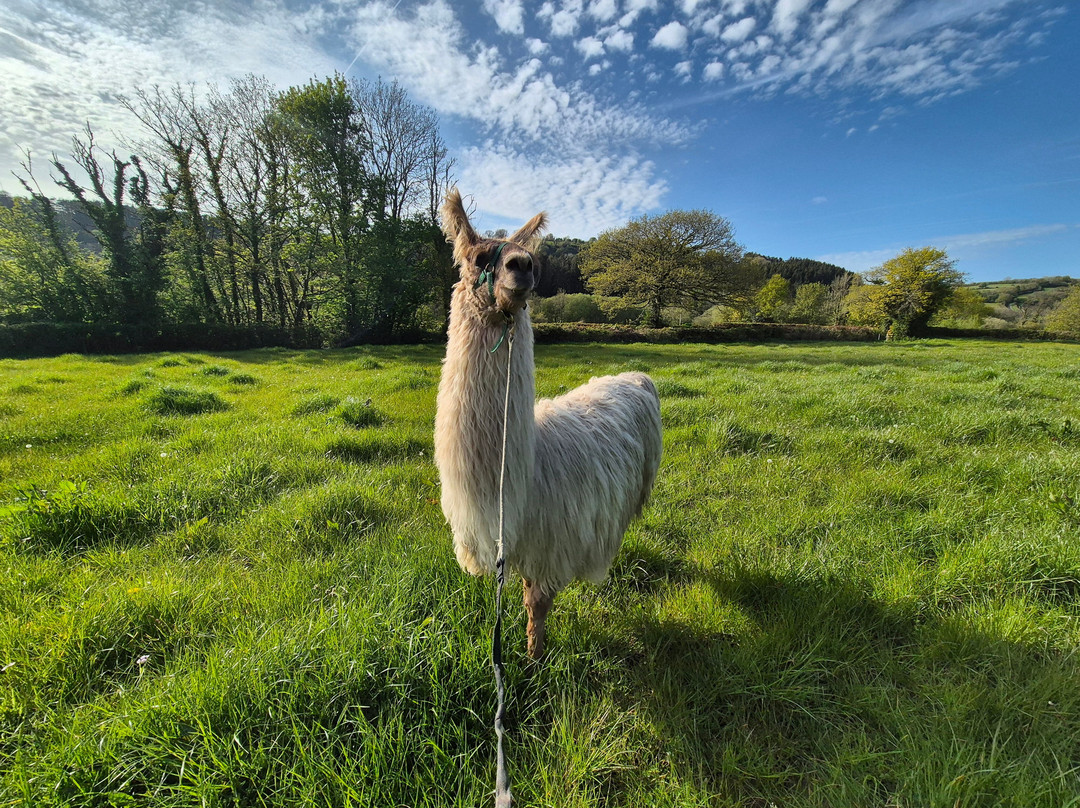 Pembrokeshire Llama Sanctuary-Llandissilio必去景点