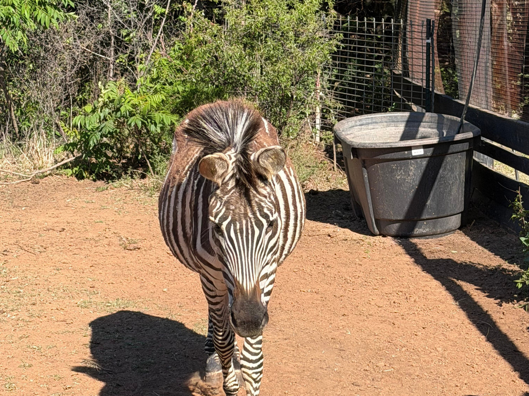 Tiger Safari Zoological Park-Tuttle必去景点