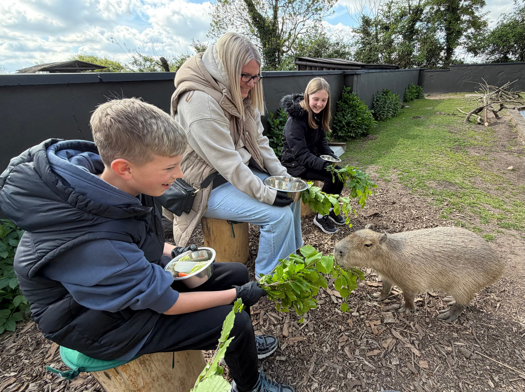 Twycross Zoo-Atherstone必去景点