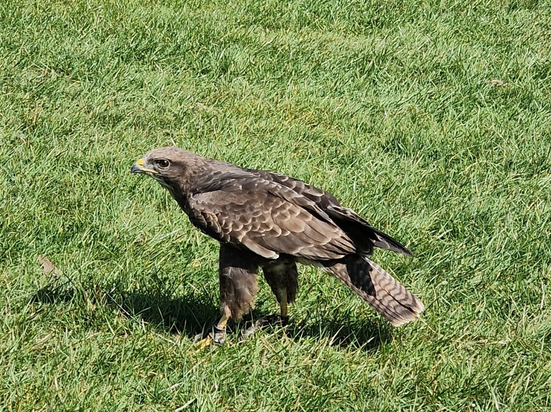 UK Owl And Raptor Centre-Groombridge必去景点
