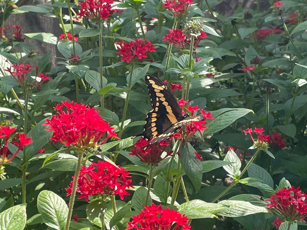 Butterfly World-Coconut Creek必去景点