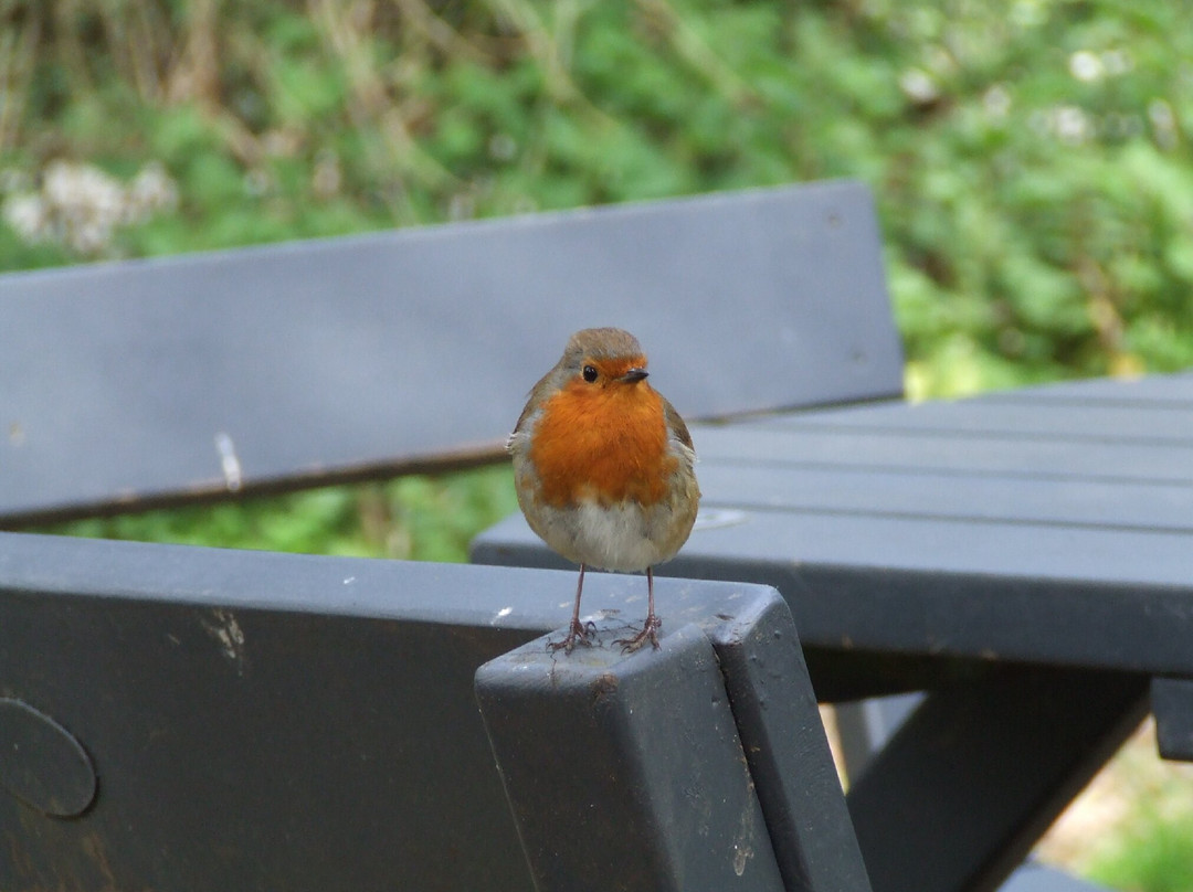 RSPB Titchwell Marsh-Titchwell必去景点