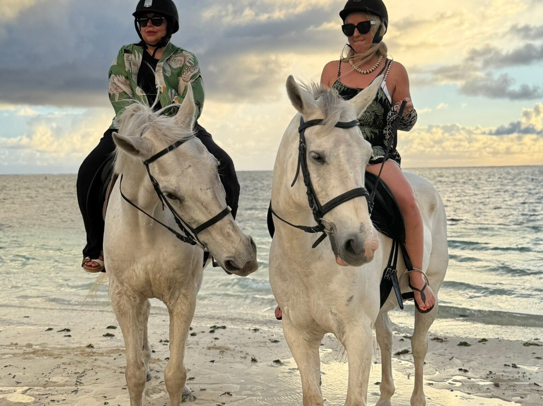 Legasea Stables Mauritius-Quatre Cocos必去景点