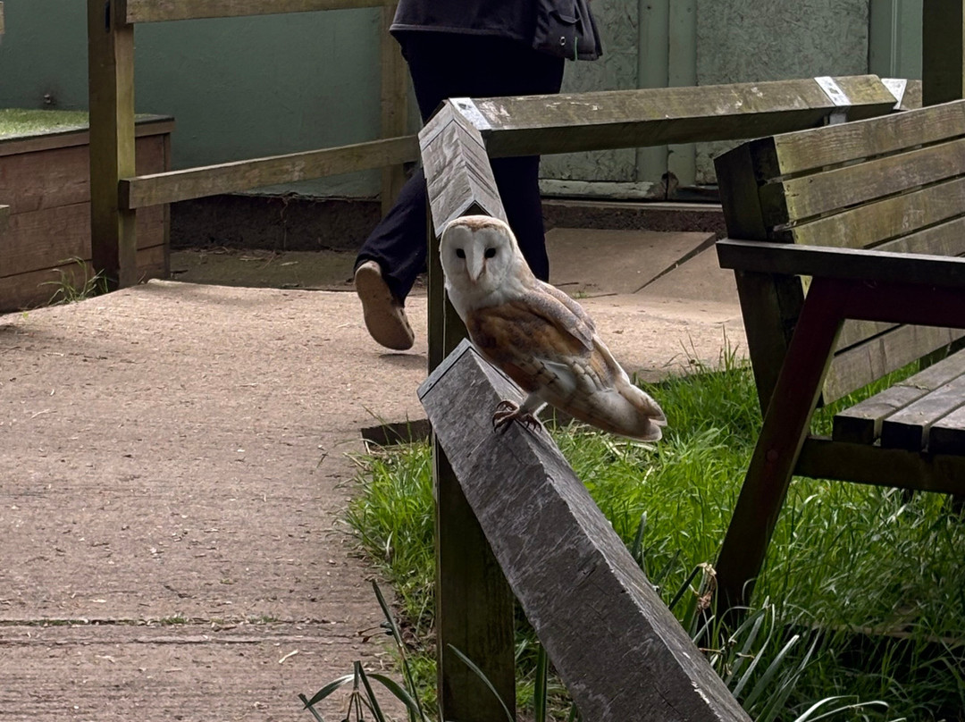 Bridlington Animal Park-布里德灵顿必去景点