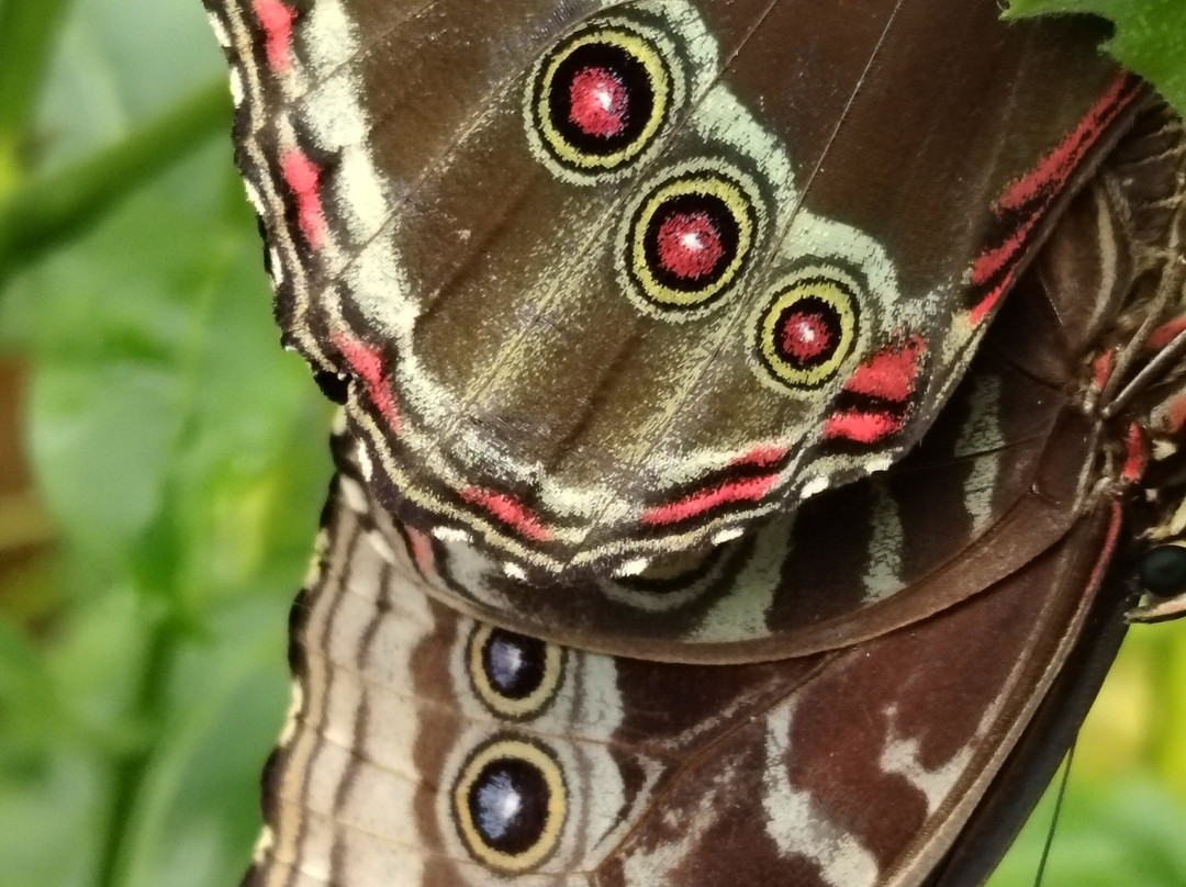 Magic of Life Butterfly House-Cwmbrwyno必去景点