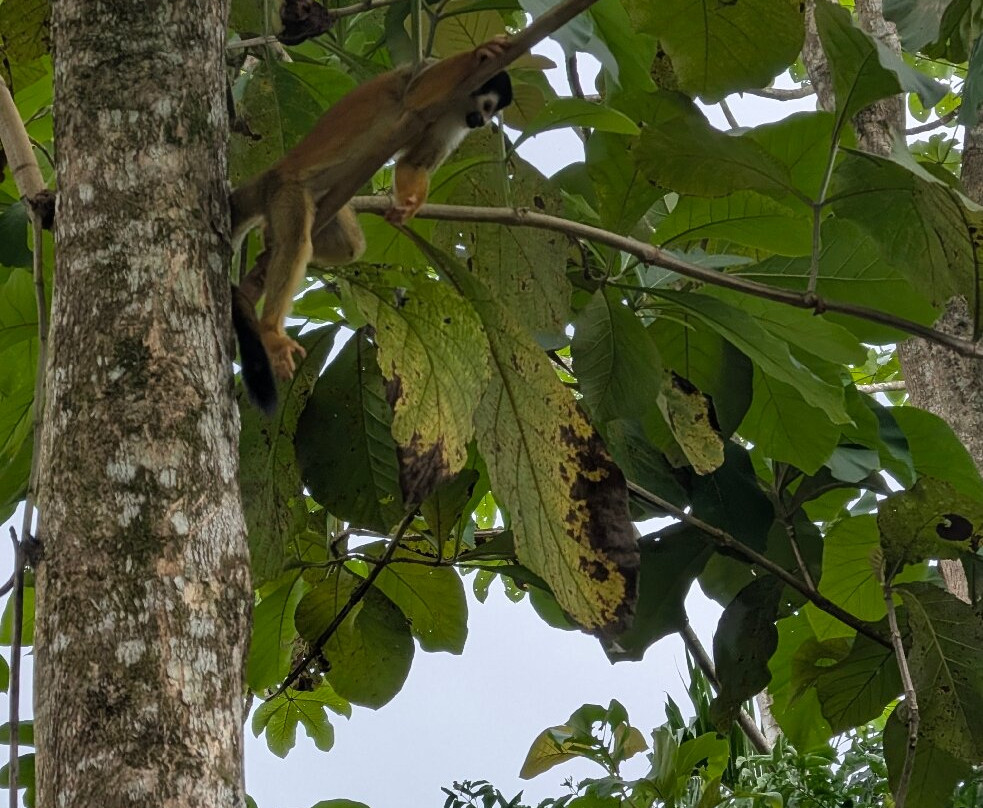 Rancho Raices De Puerto Jimenez-希门尼斯港必去景点