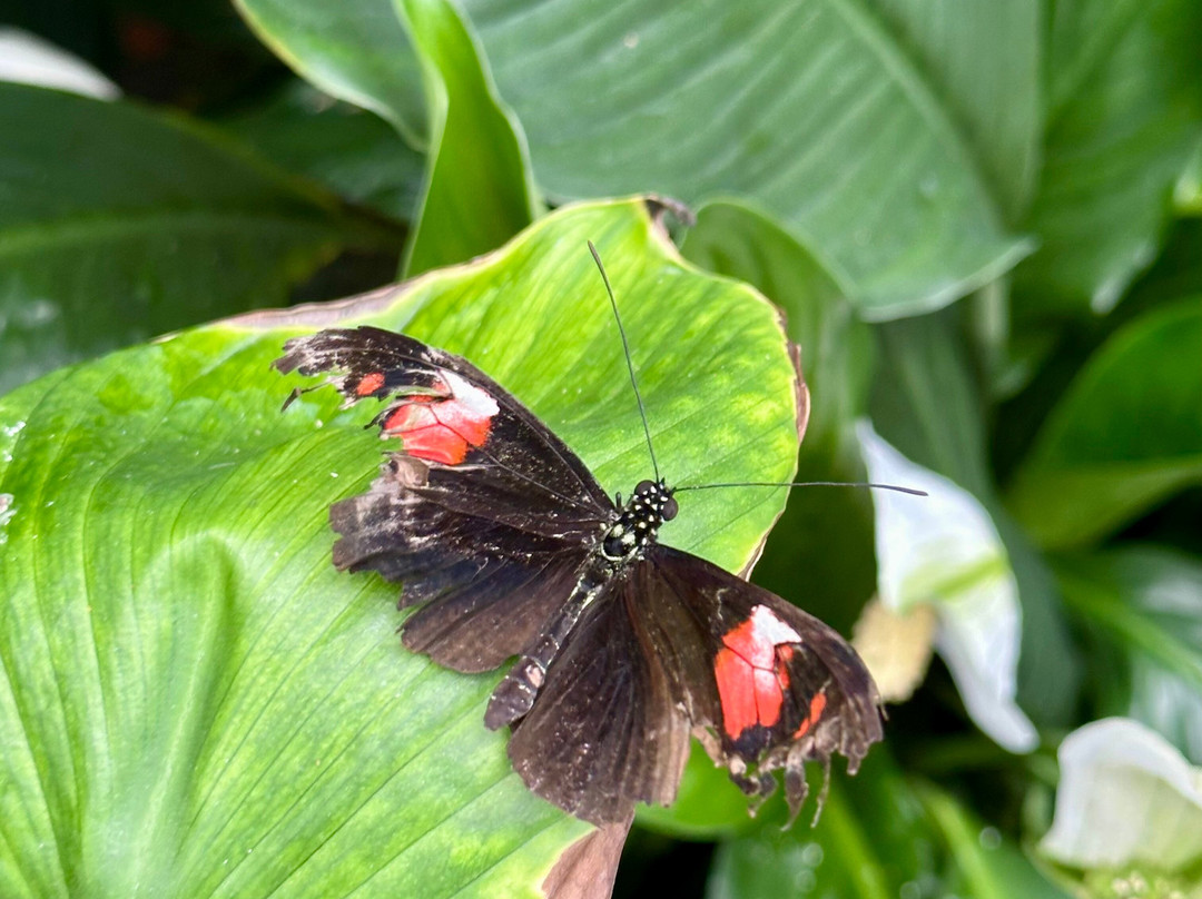 Missoula Butterfly House & Insectarium-米苏拉必去景点