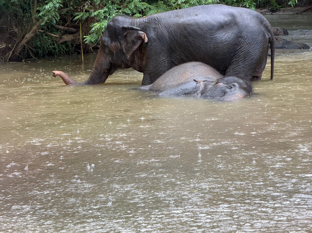 Elephant Freedom Project-凯格勒 必去景点