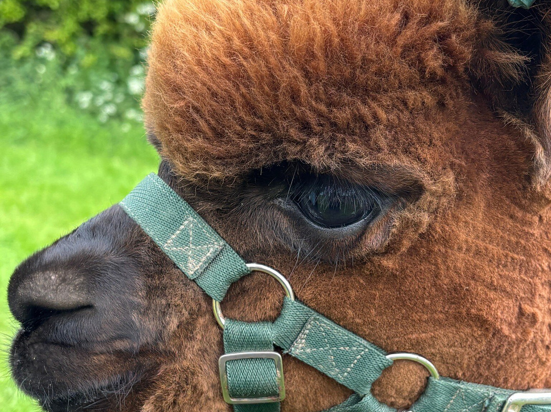 Charnwood Forest Alpacas-Boundary必去景点