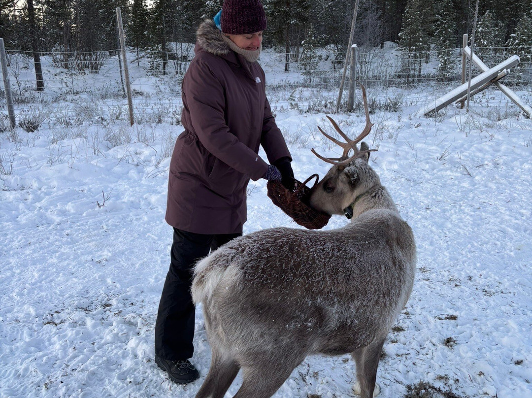 Reindeer Farm Renniina Inari-伊纳里必去景点
