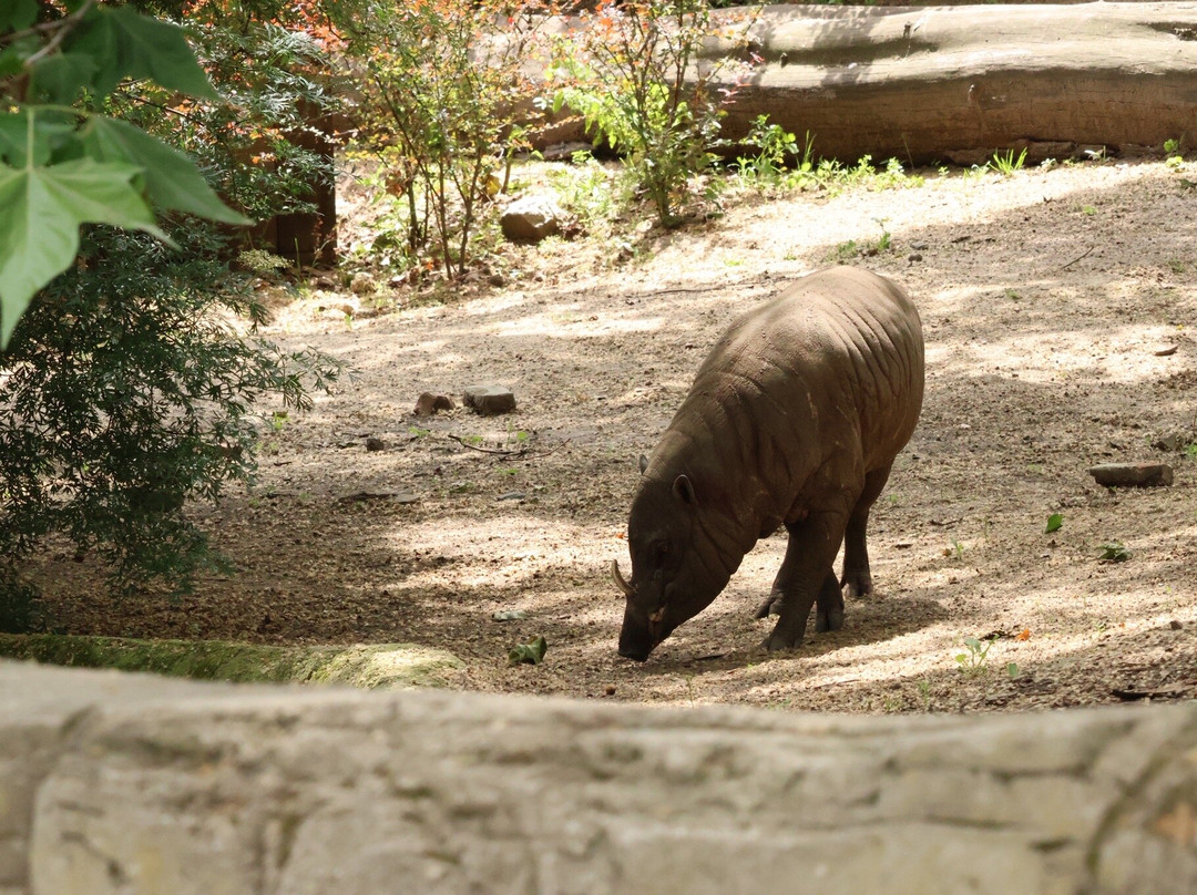 Zoo Antwerpen (dierentuin)-安特卫普必去景点