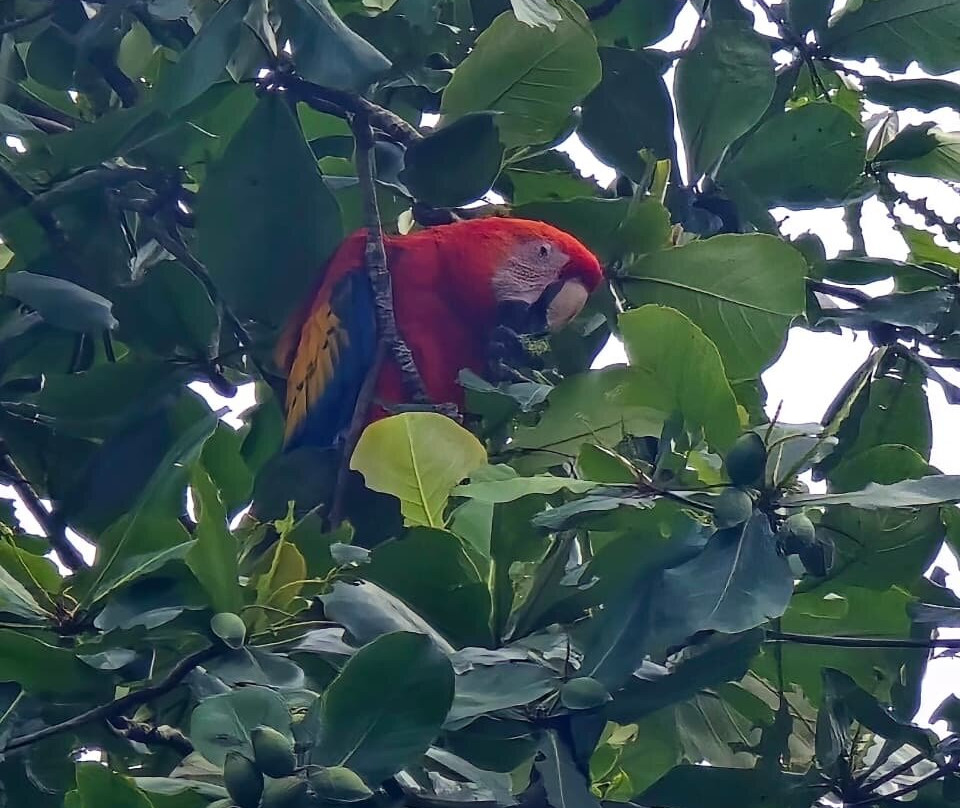 Harpy Eagle Tortuguero-托图杰多必去景点