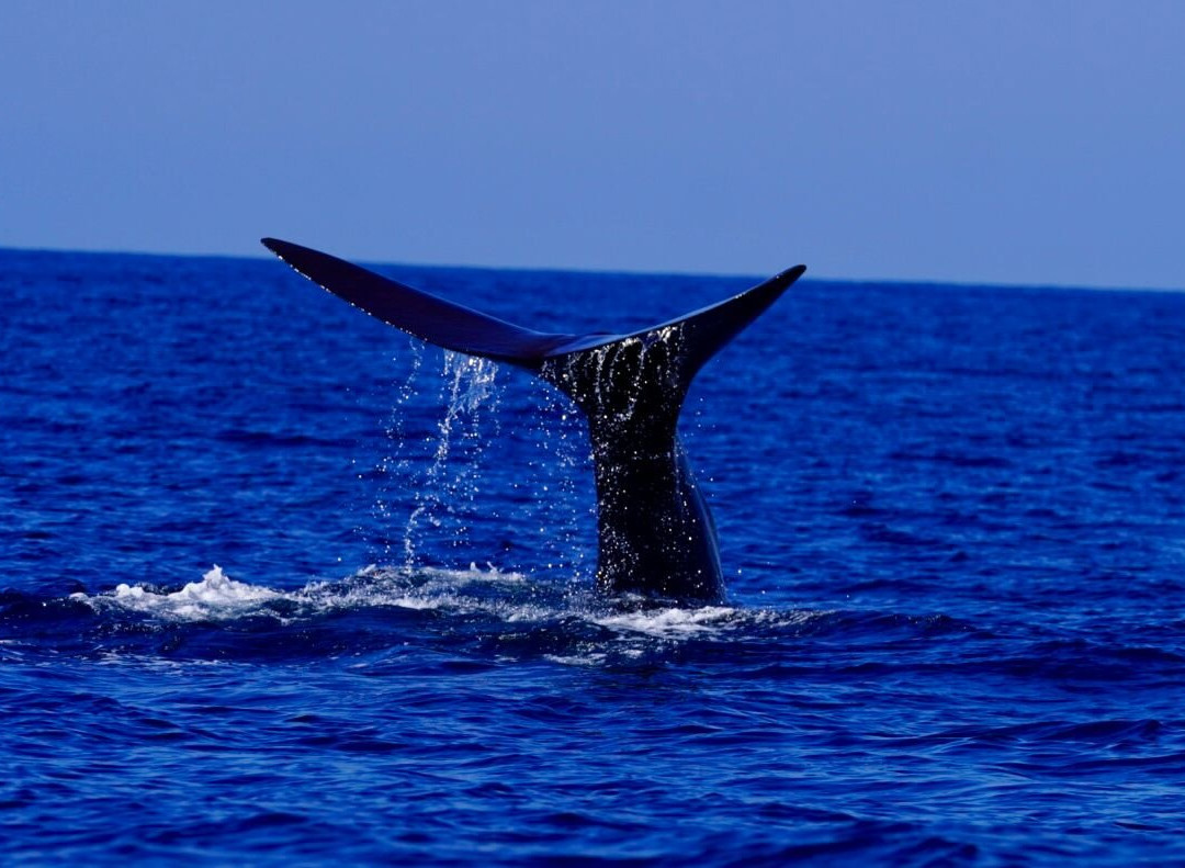 Dominica Water Tours-Scotts Head必去景点