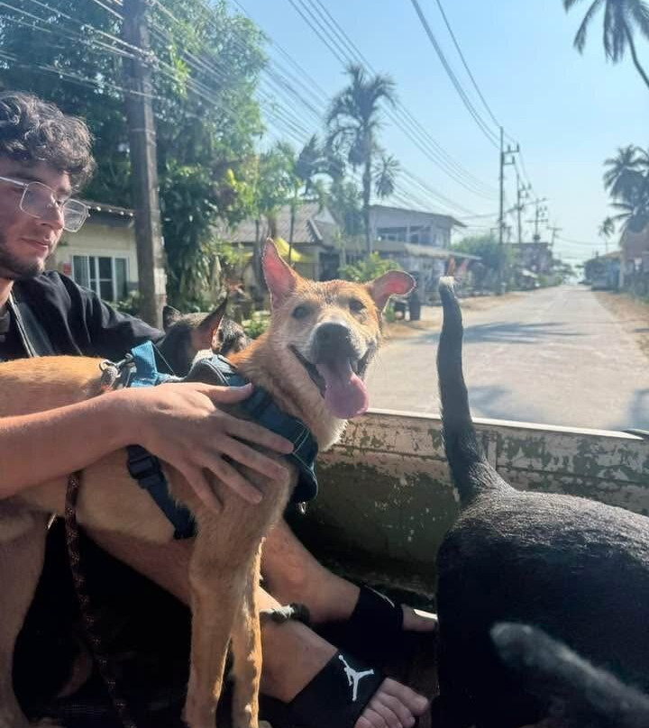 Dog and Cat Rescue Samui Foundation-塔林必去景点