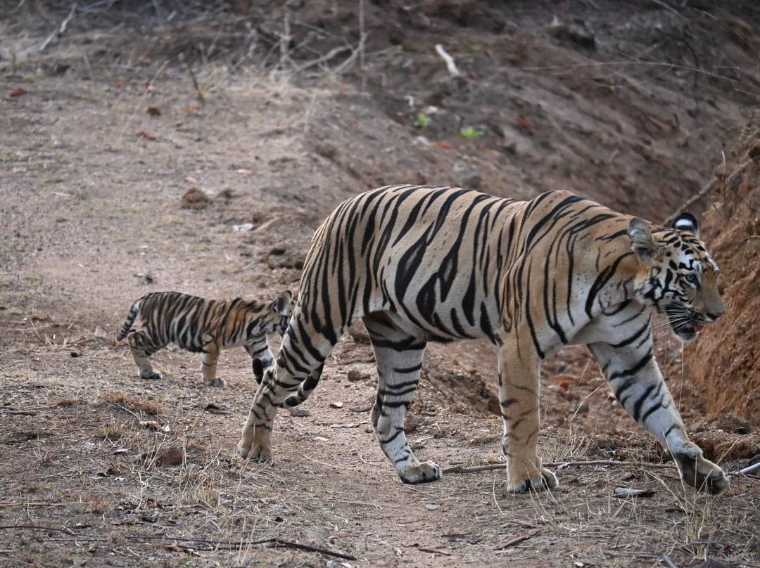 Tadoba Andhari National Park-Chandrapur District必去景点