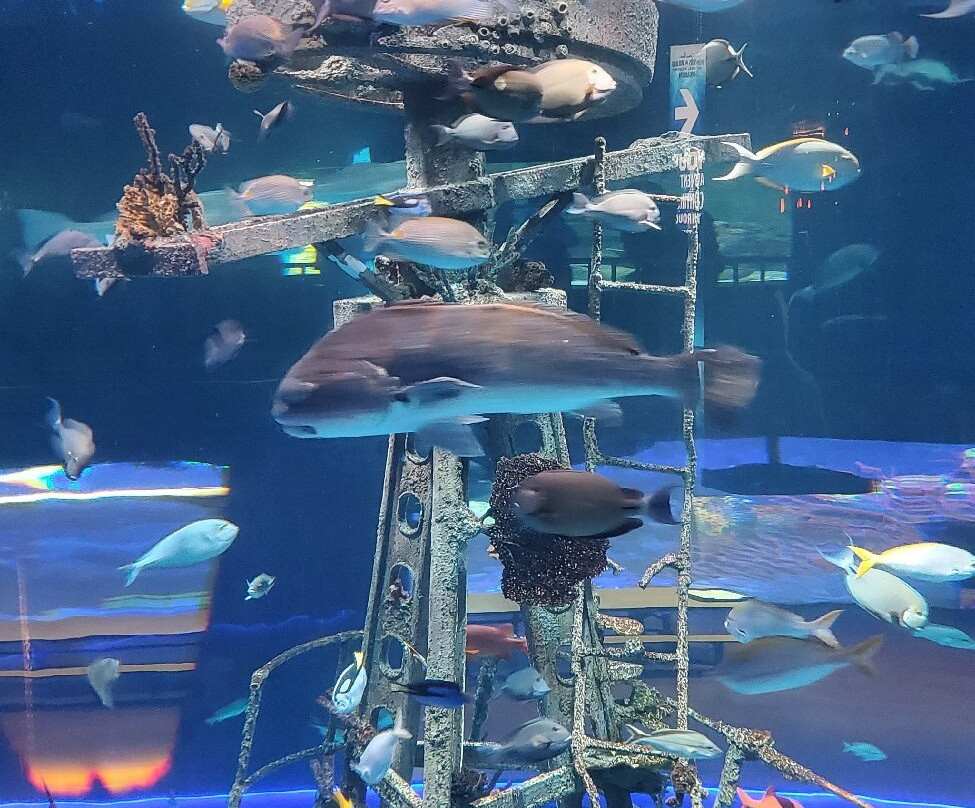 Johnny Morris' Wonders of Wildlife National Museum and Aquarium-斯普林菲尔德必去景点