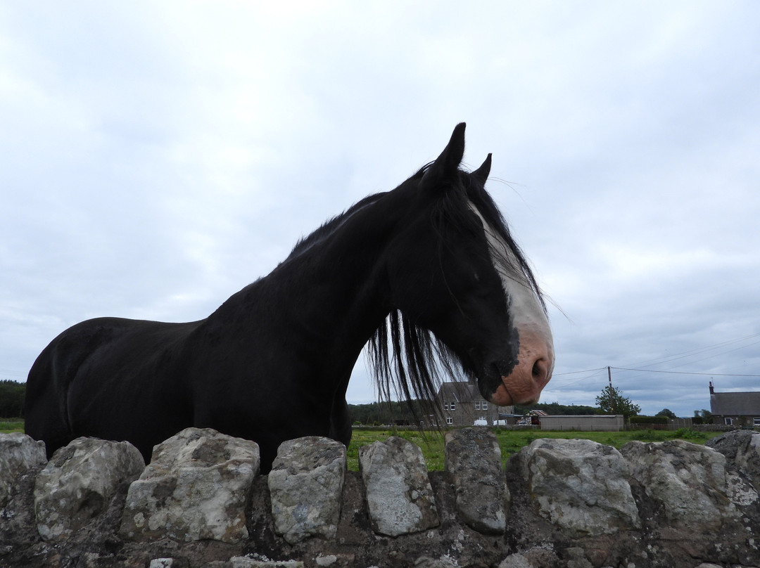 Hay Farm Heavy Horse Centre-特威德河畔贝里克必去景点
