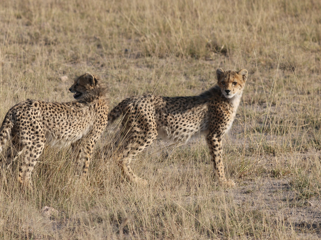 Live in Love Kenya tours and travel-Langata必去景点