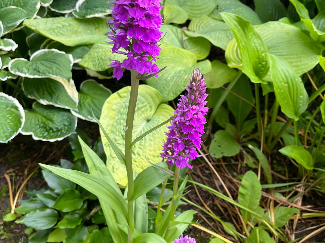 Enemaerkets Hostahave-灵克宾必去景点