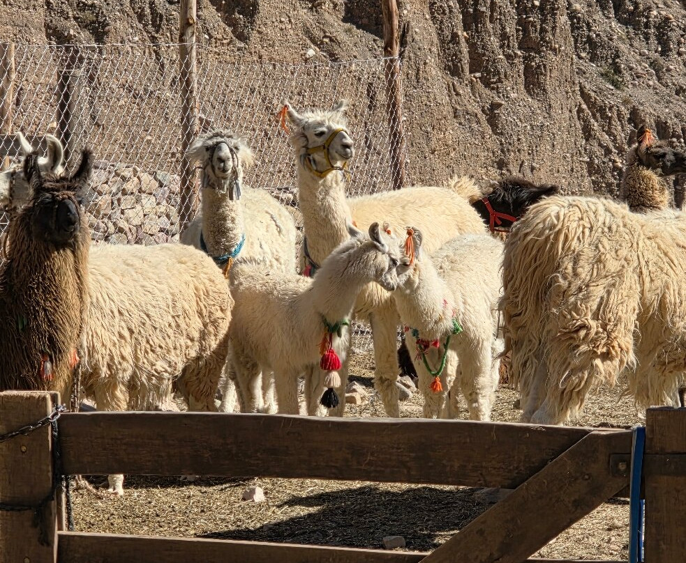 Caravana de Llamas-蒂尔卡拉必去景点