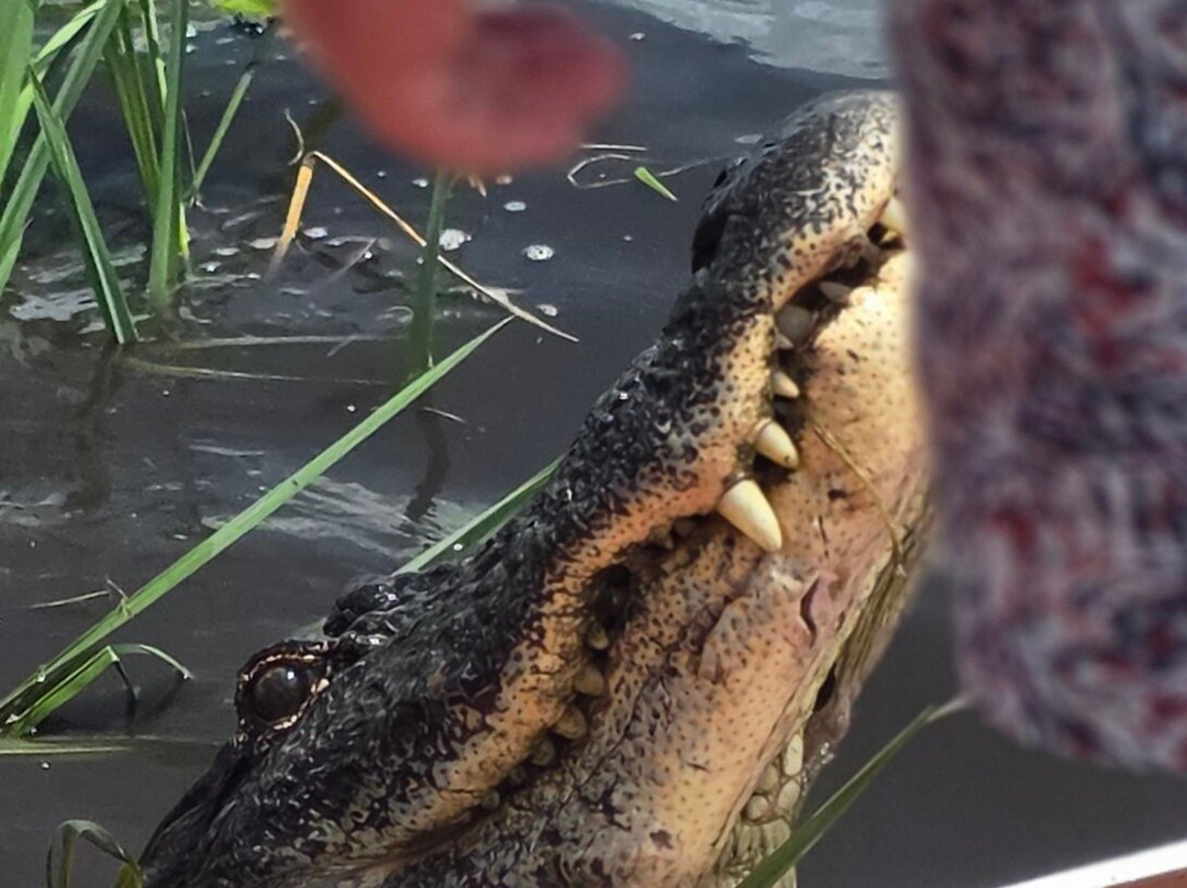 Ragin Cajun Airboat Tours-新奥尔良必去景点