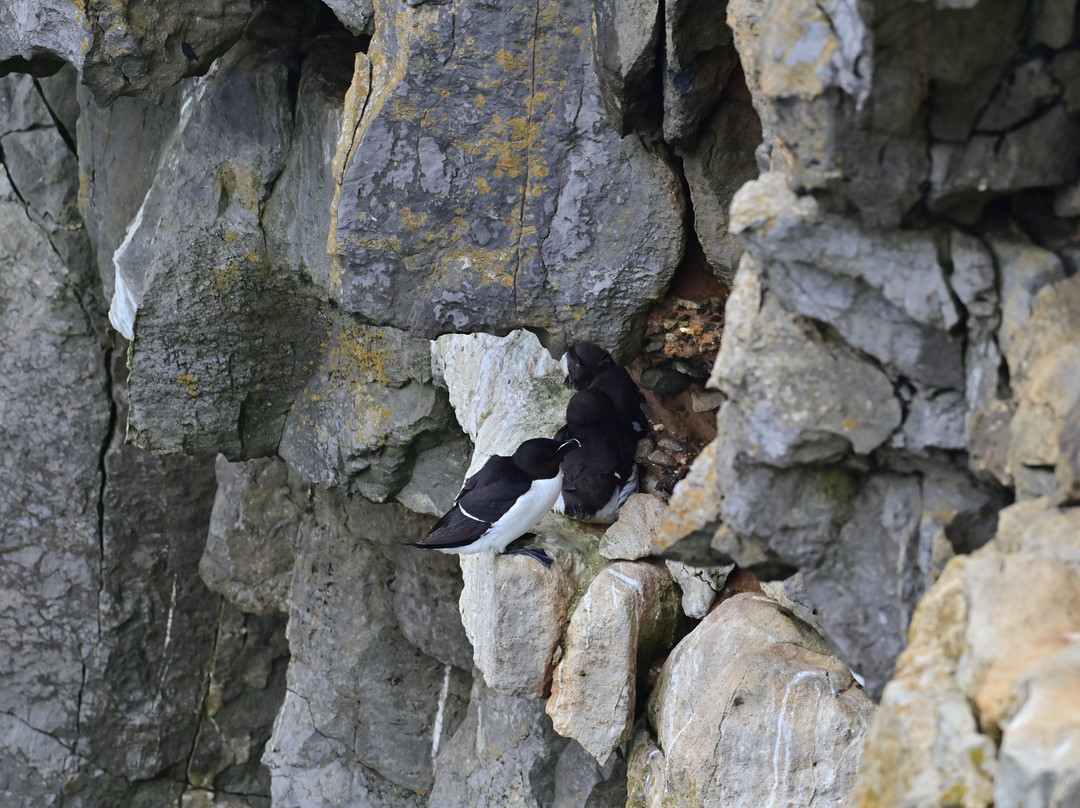 Stackpole Quay-Stackpole必去景点