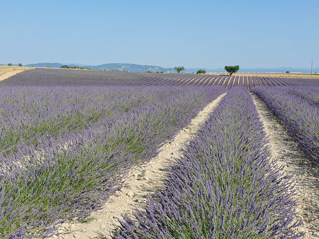 Plateau de Valensole-瓦朗索勒必去景点