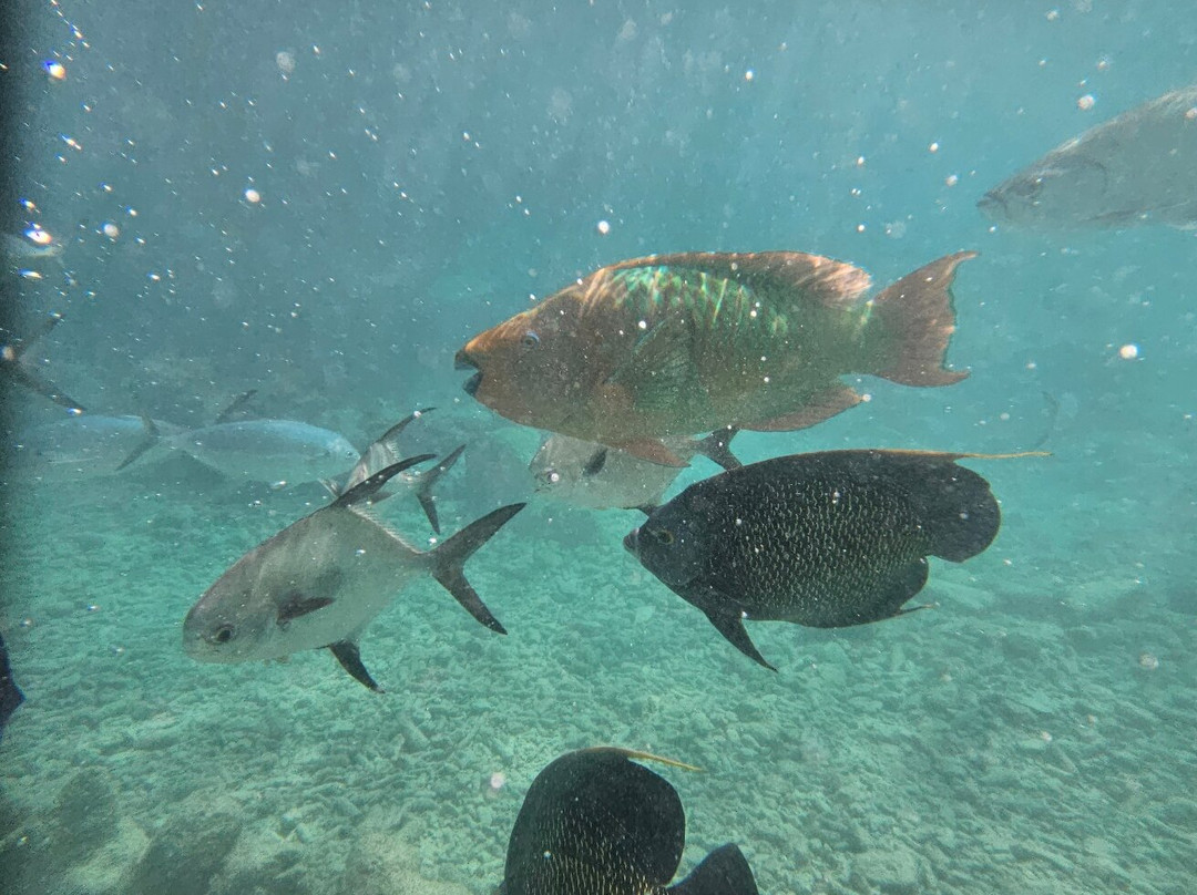 Curaçao Sea Aquarium-威廉斯塔德必去景点