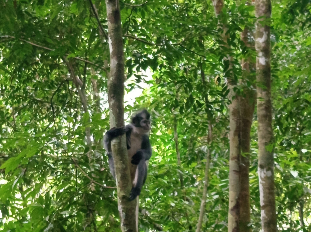 Bukit Lawang - Jungle Trekking Sumatra-武吉拉旺必去景点