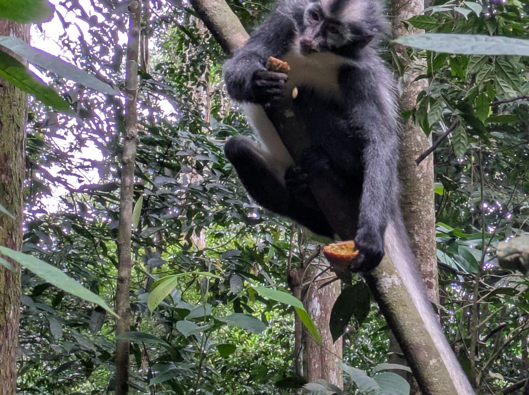 Sumatra Orangutan Explore-武吉拉旺必去景点