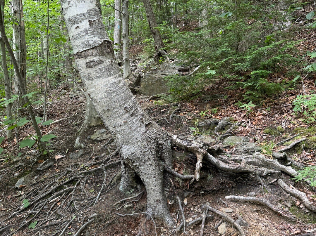 Money Brook Trail-威廉斯敦必去景点