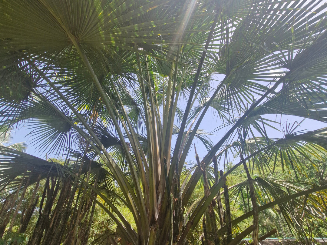 Zoo de Martinique-Le Carbet必去景点