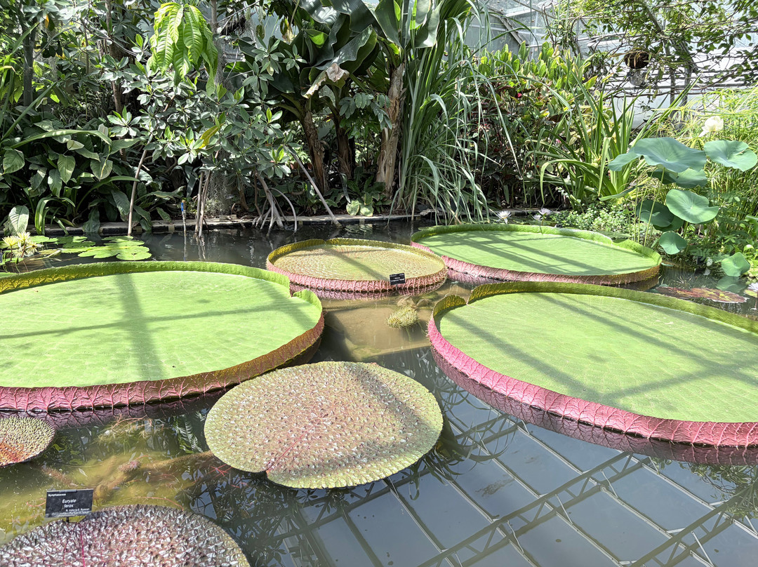 University of Oxford Botanic Garden-牛津必去景点