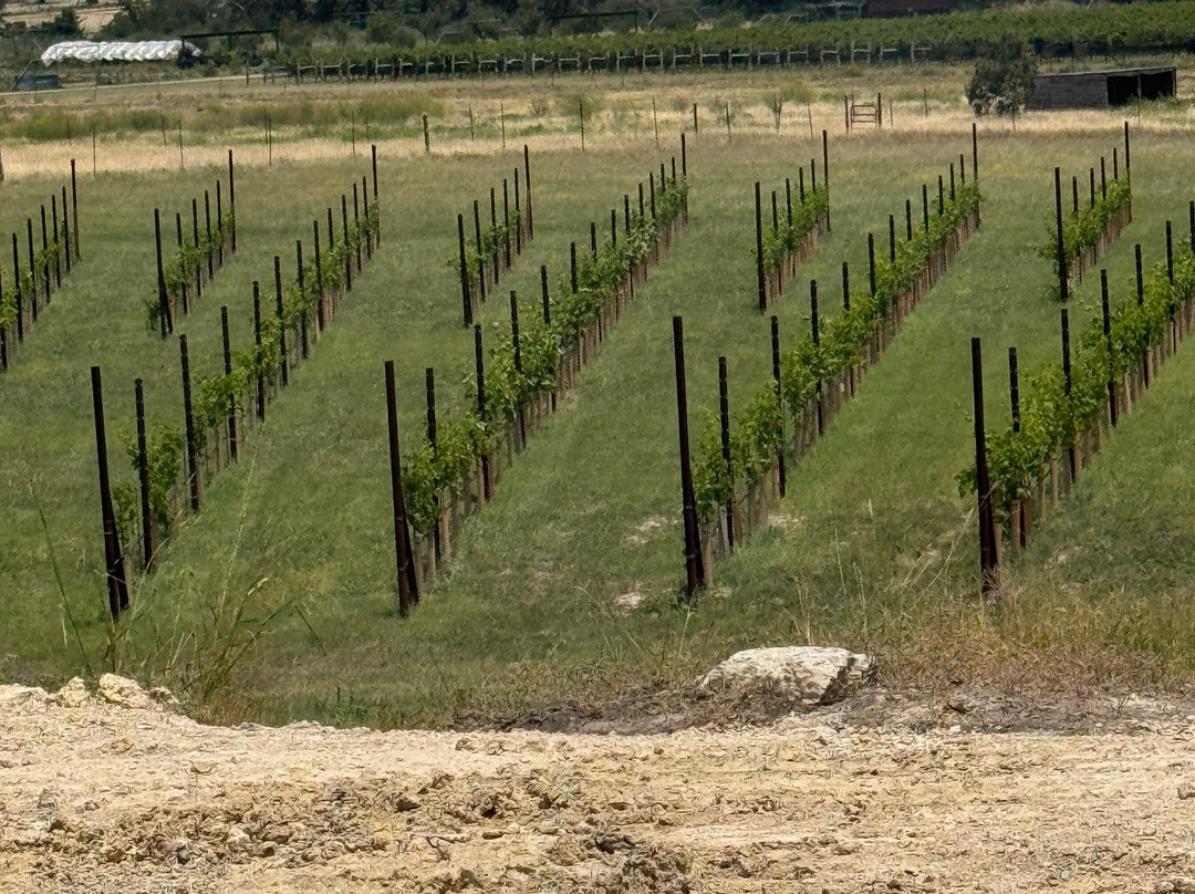Turtle Creek Vineyard-克尔维尔必去景点