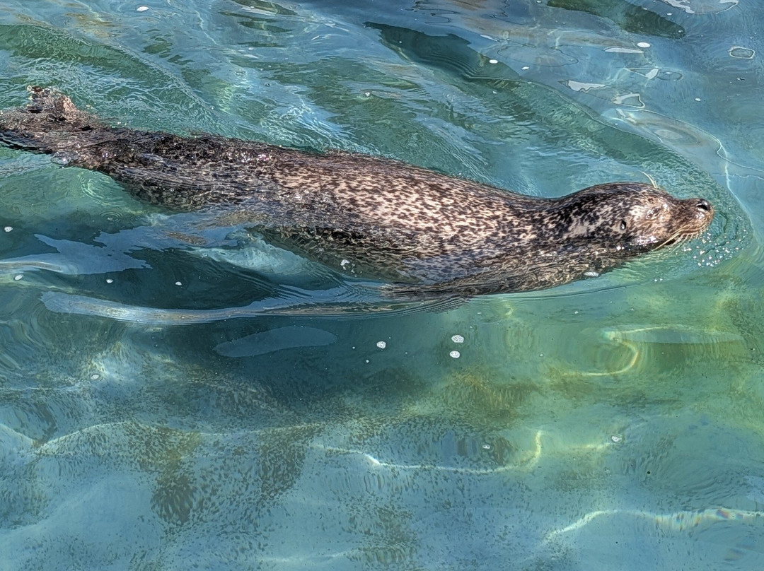 Cornish Seal Sanctuary-Gweek必去景点