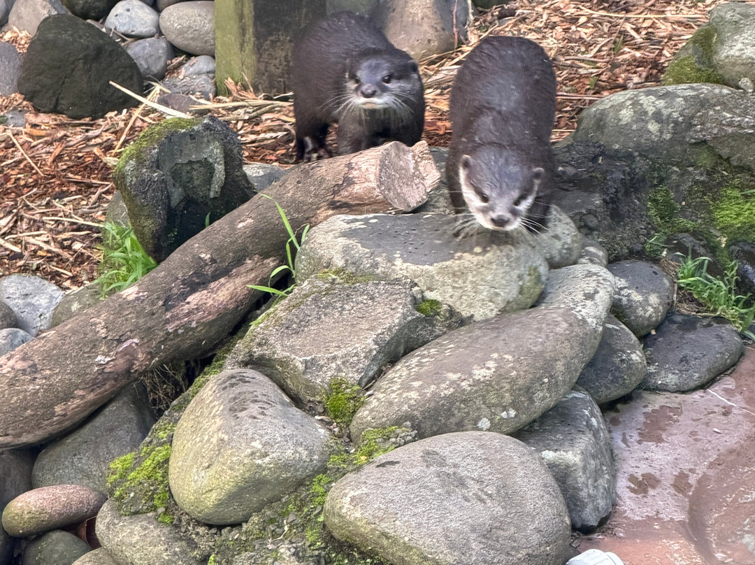 Brooklands Zoo-新普利默斯必去景点
