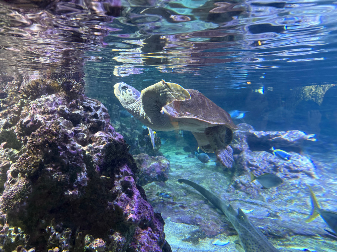 热那亚水族馆-热那亚必去景点