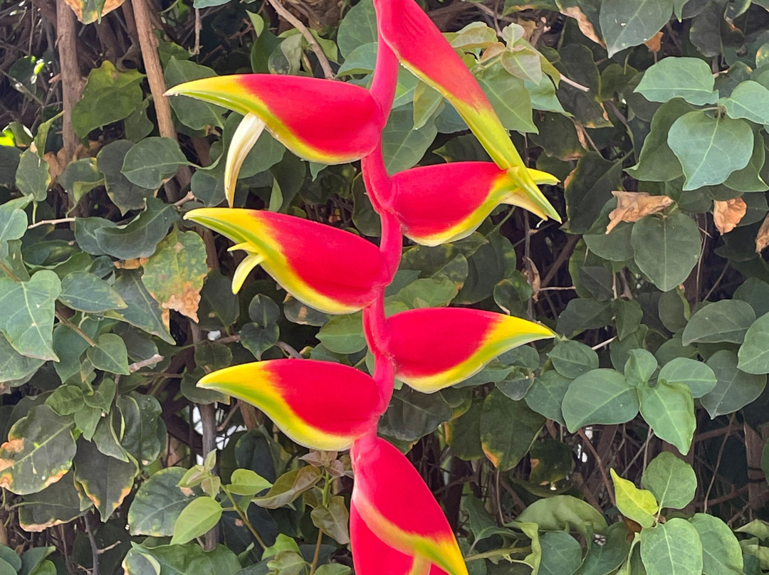Jardin de Orquideas de Sitio Litre-德拉克鲁兹索尔港必去景点
