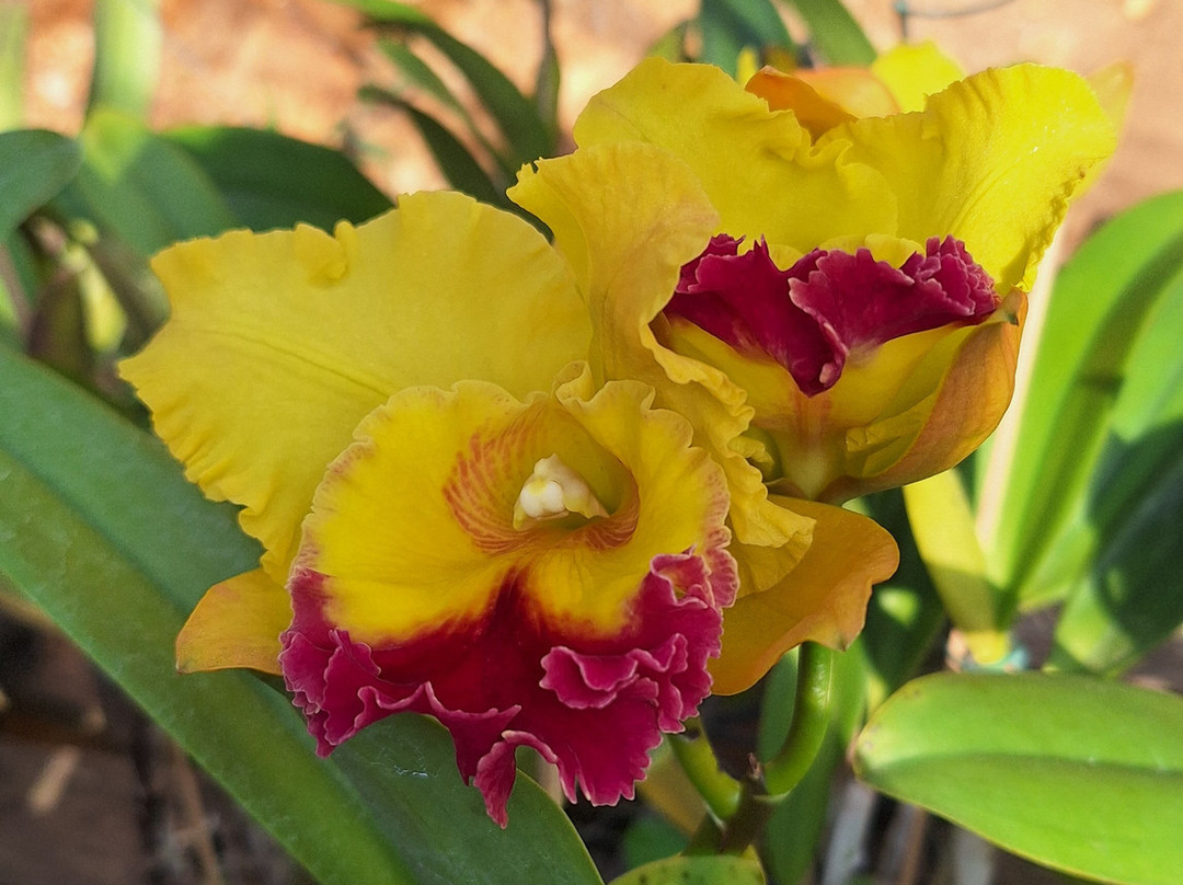 Orquidário Boa Vista