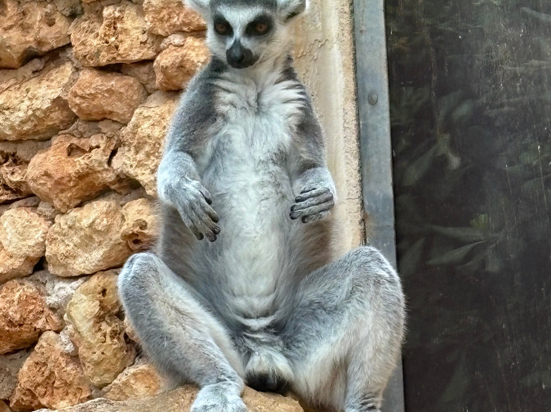 Safari Zoo Mallorca-萨可马必去景点