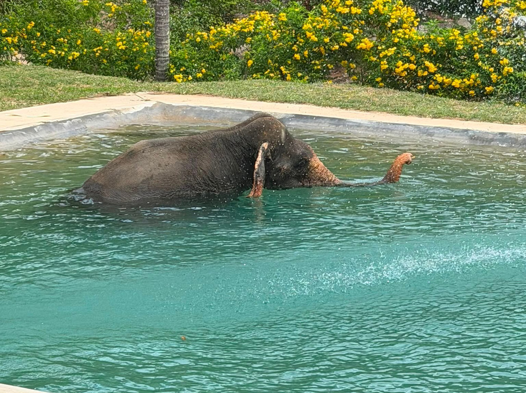 Samui Elephant Sanctuary-波普特必去景点