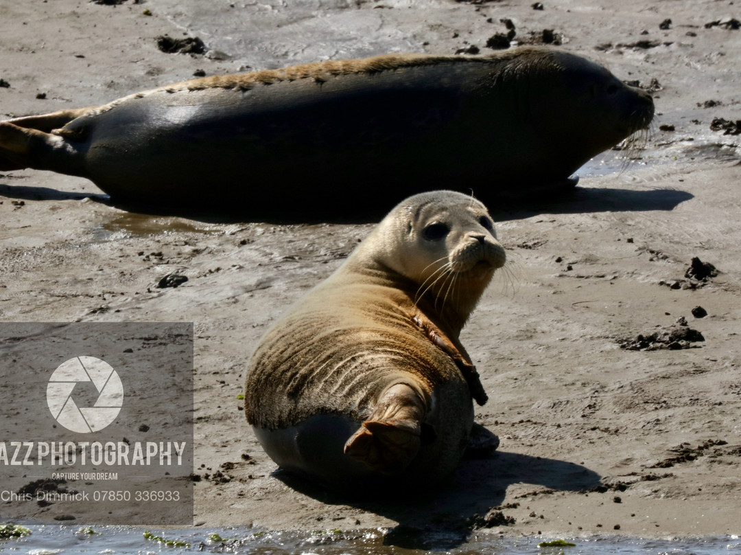Discovery Seal Trips-Rochford必去景点